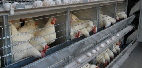 سالن های مرغ تخمگذار