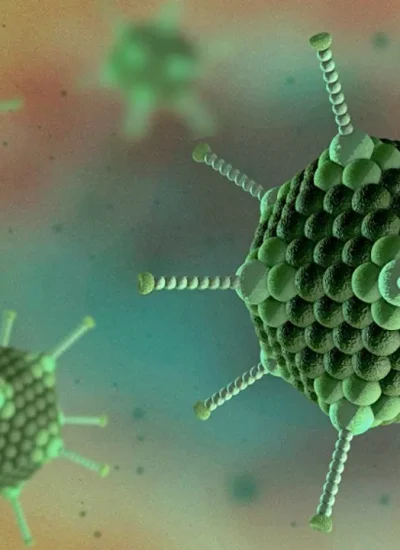 ویروسهای آدنو مرغی در گله های گوشتی ویروسهای آدنو مرغی در گله های گوشتی